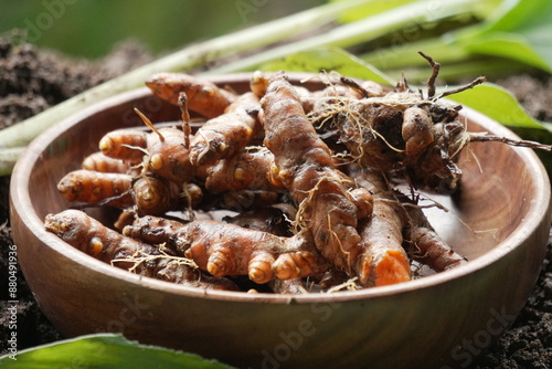 Raw Turmeric harvest from agricultural farming 
leaf and stem of turmeric plant
