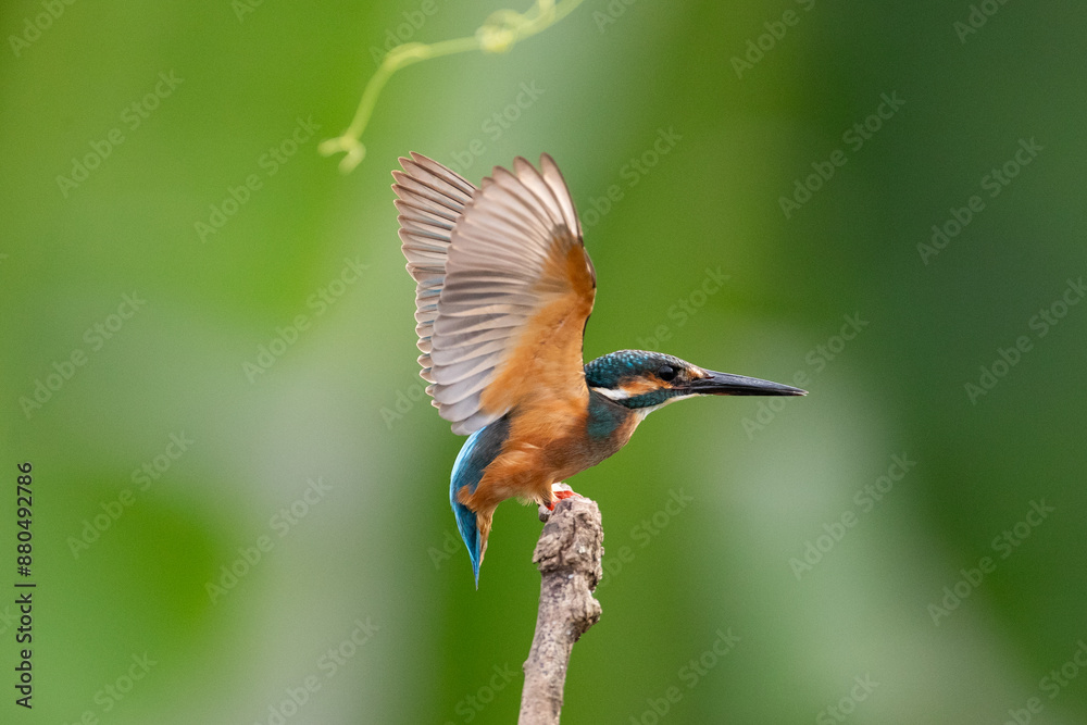 Common Kingfisher Common Kingfisher