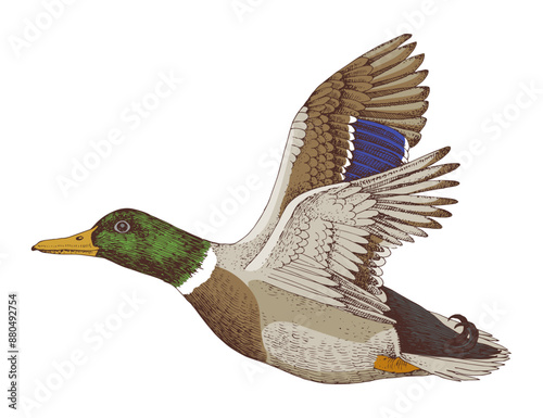 Wild drake flying hand drawn vector illustration