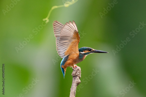 Common Kingfisher