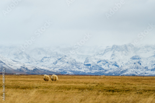 Sheep in front of mountains near Hvolsvöllur in Iceland