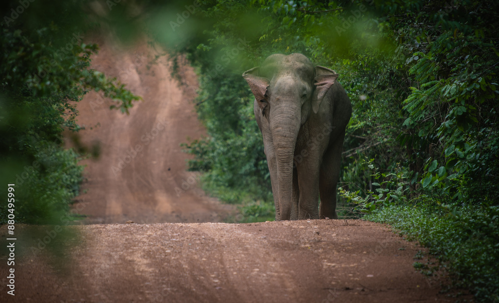 Fototapeta premium Wild elephants walk on the forest edge road at Kui Buri National Park, Thailand.