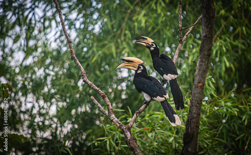 Hornbill couple perched on a tree in Kui Buri National Park, Thailand.