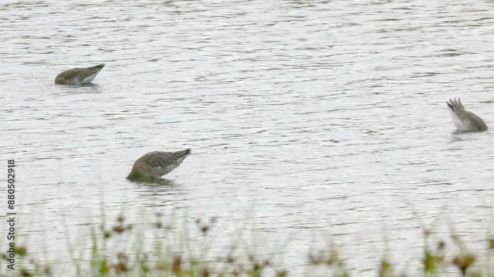 Black-tailed Godwit (limosa limosa) walking in water in search of food Black-tailed Godwit (limosa limosa) walking in water in search of food