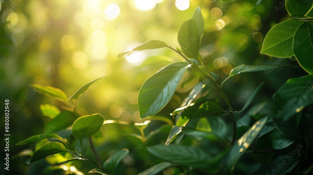 Fototapeta premium A close-up of lush green leaves with sunlight filtering through.