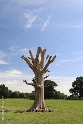 tree in the park barren climate crisis