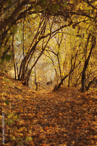 Wallpaper Mural autumn in the forest Torontodigital.ca