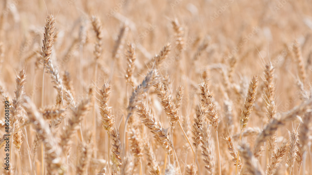 spikelets of ripe wheat. The concept of a rich harvest. Wheat field with ears of golden wheat. agricultural field. Ripe ears rural nature scenery background. close-up, selective focus spikelets of ripe wheat. The concept of a rich harvest. Wheat field with ears of golden wheat. agricultural field. Ripe ears rural nature scenery background. close-up, selective focus