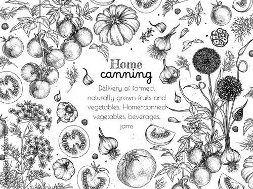 Vector illustration of canned tomatoes. Tomato, garlic, dill in engraving style	