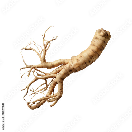 Ginseng photo