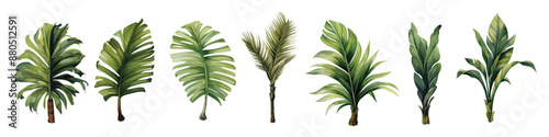 Watercolor set with palm trees, banana leaves and monstera isolated floral plants elements