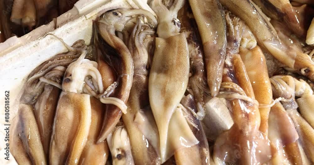 Fresh squid in prime condition displayed on market counter Fresh squid in prime condition displayed on market counter