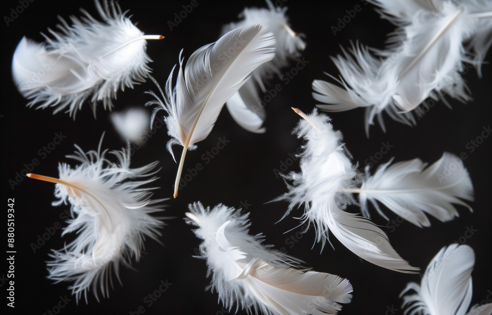Obraz premium Floating white feathers on black background