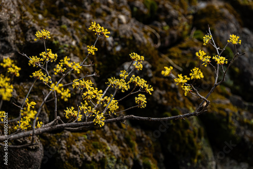 A beautiful scene of yellow Cornus officinalis flowers that bless spring. photo