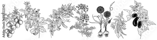 Vector illustration of a vegetable garden. Set of 7 plants on branches with leaves and flowers. Tomato, cucumber, pepper, dill, eggplant, garlic, chilli pepper