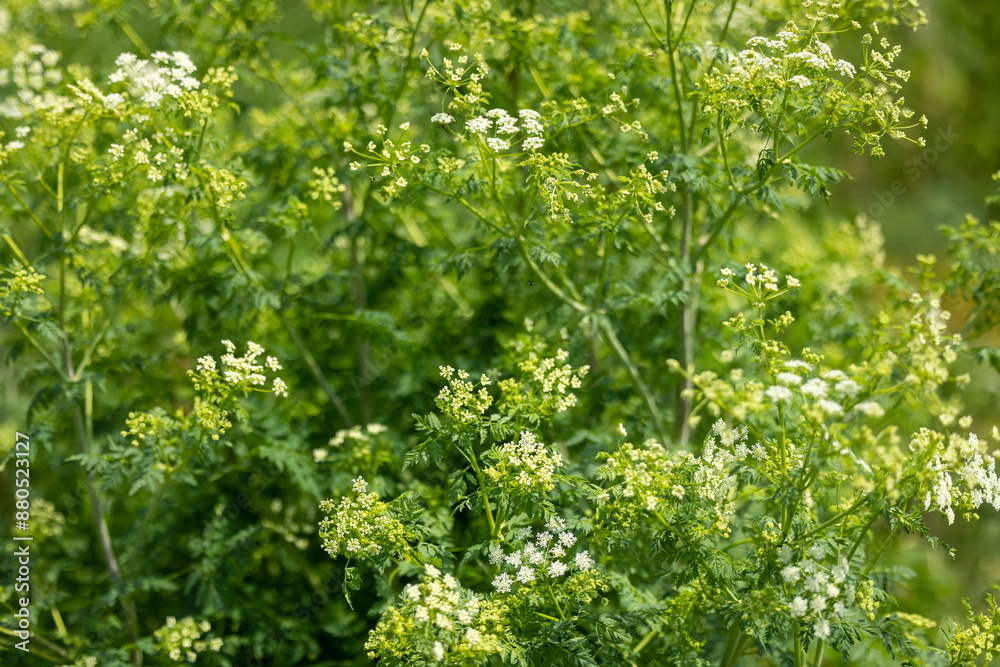 White blooming herbs on a green grassy background White blooming herbs on a green grassy background