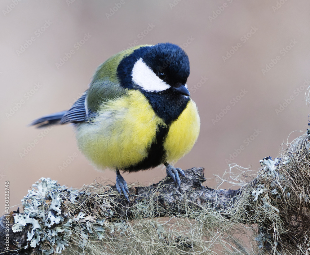 Naklejka premium Great tit (Parus major) sitting on a branch in the garden in spring.