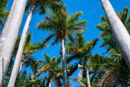Skyward Palms in Granada. A solitary palm tree stands tall against the vibrant blue sky.