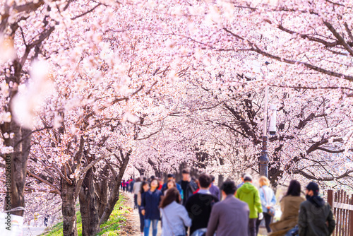 A feast of cherry blossoms, the representative flowers of spring.