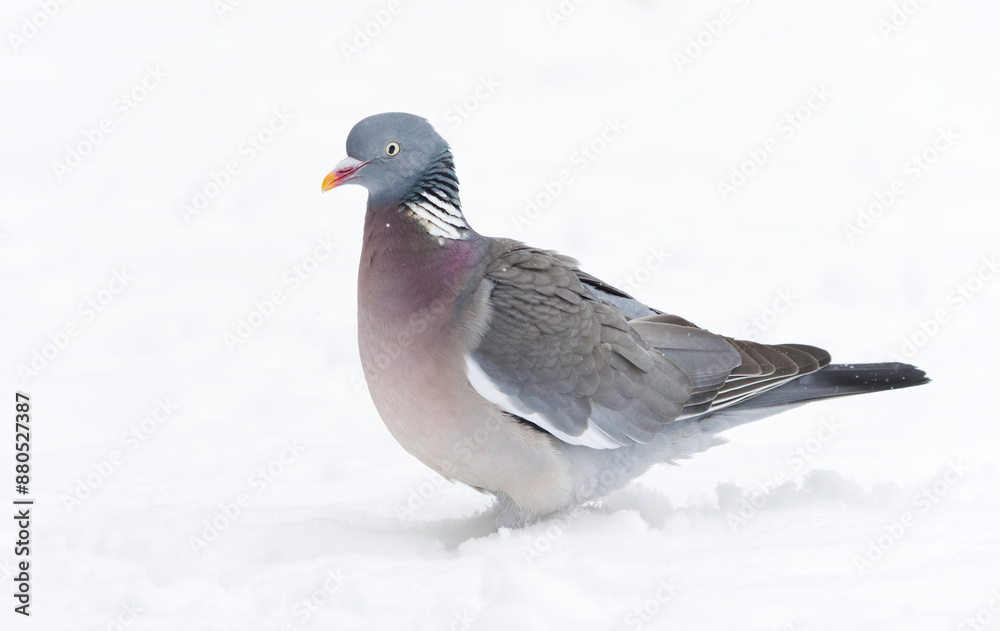 Common wood pigeon (Columba palumbus) walking in the snow.
Common wood pigeon (Columba palumbus) walking in the snow.