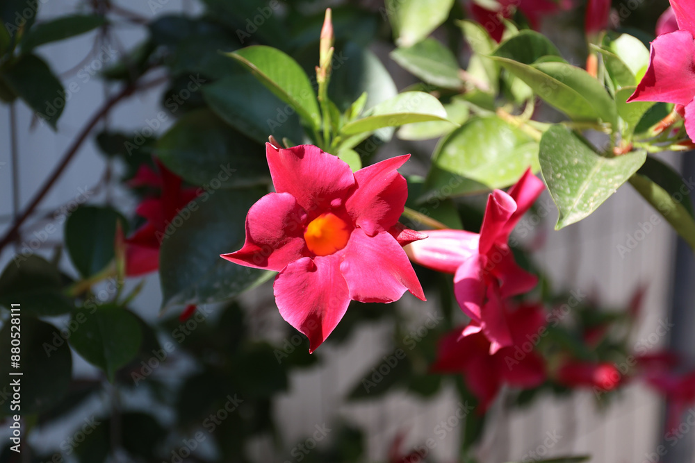 Dipladenia flowers in bloom, Greece. Dipladenia flowers in bloom, Greece.