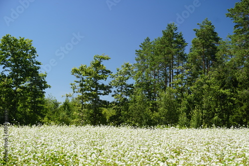 Bild auf Leinwand Field of blooming buckwheat
