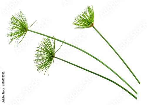 PNG Papyrus branches  transparent background photo