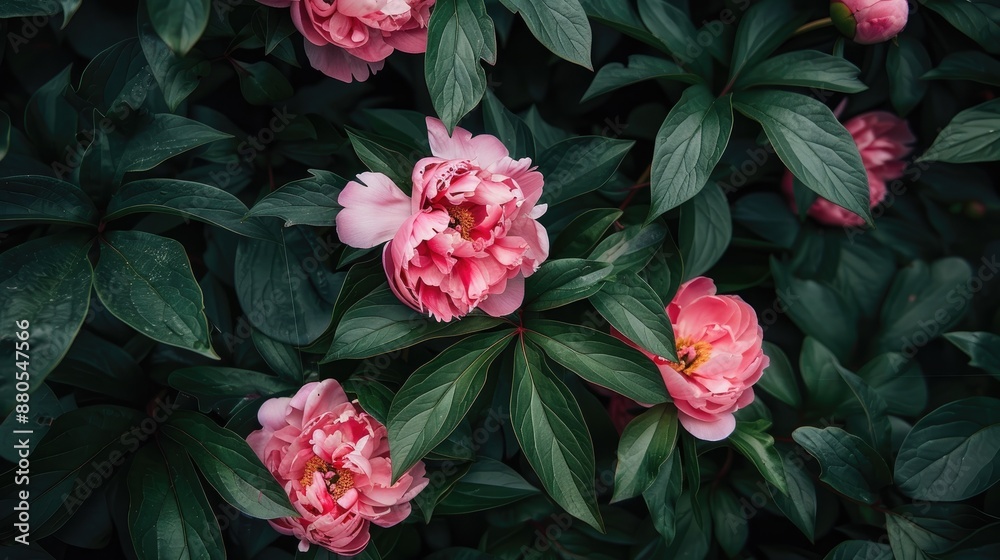 Pink peony bush with space surrounded by leaves Pink peony bush with space surrounded by leaves