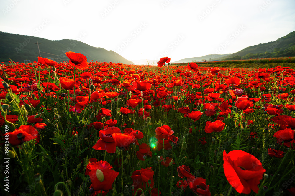 Obraz premium A beautiful Yang Fei ear that matches the light.