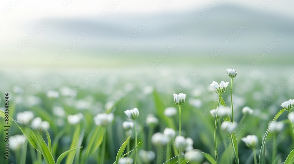 Fototapeta premium Ethereal landscape with delicate white flowers and a serene, blurred mountain backdrop, showcasing tranquil nature and a peaceful atmosphere.