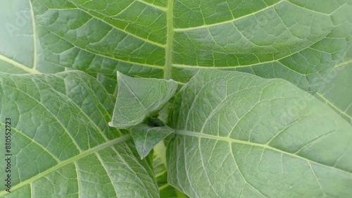 Tobacco green leafs on a tobacco plantation field. Closeup.