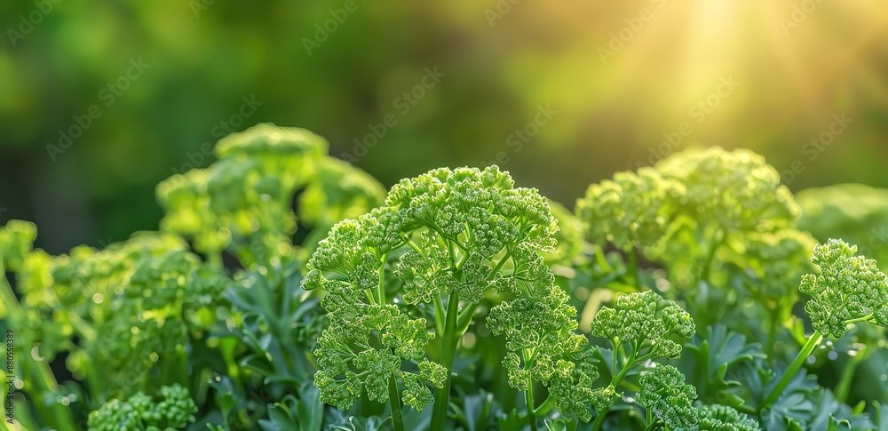 several green broccoli plants with a blur effect background and light beams from behind several green broccoli plants with a blur effect background and light beams from behind