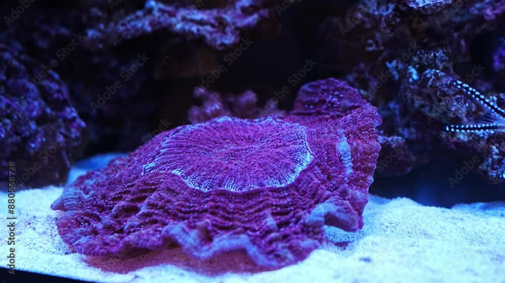 A beautiful large aquarium with exotic fish and plants with sea water. A beautiful large aquarium with exotic fish and plants with sea water.
