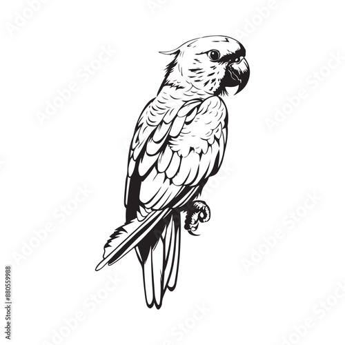 Parrot Vector Images. Parrot Black And White Vector Art, Icons, and Graphics