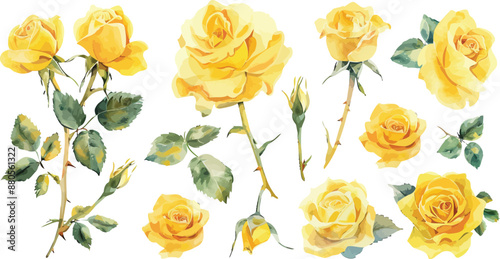 Set of Realistic Watercolor Yellow Roses Isolated on White Background