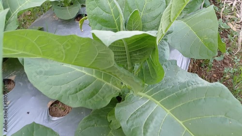 Tobacco green leafs on a tobacco plantation field. Closeup.