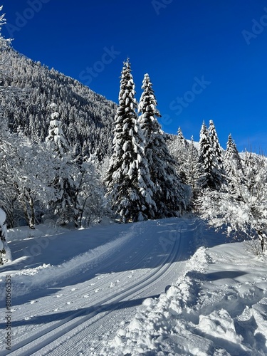 Paysage hivernal, alpes, forêt enneigée