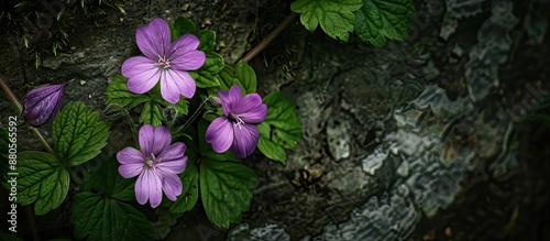 Lovely rock crane s bill Geranium macrorrhizum providing a stunning copy space image photo