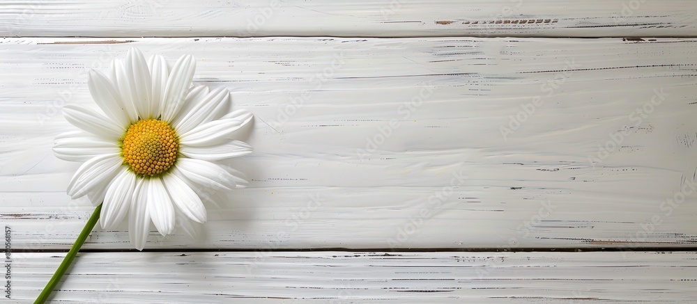 Fototapeta premium Daisy on white wooden background with copy space image