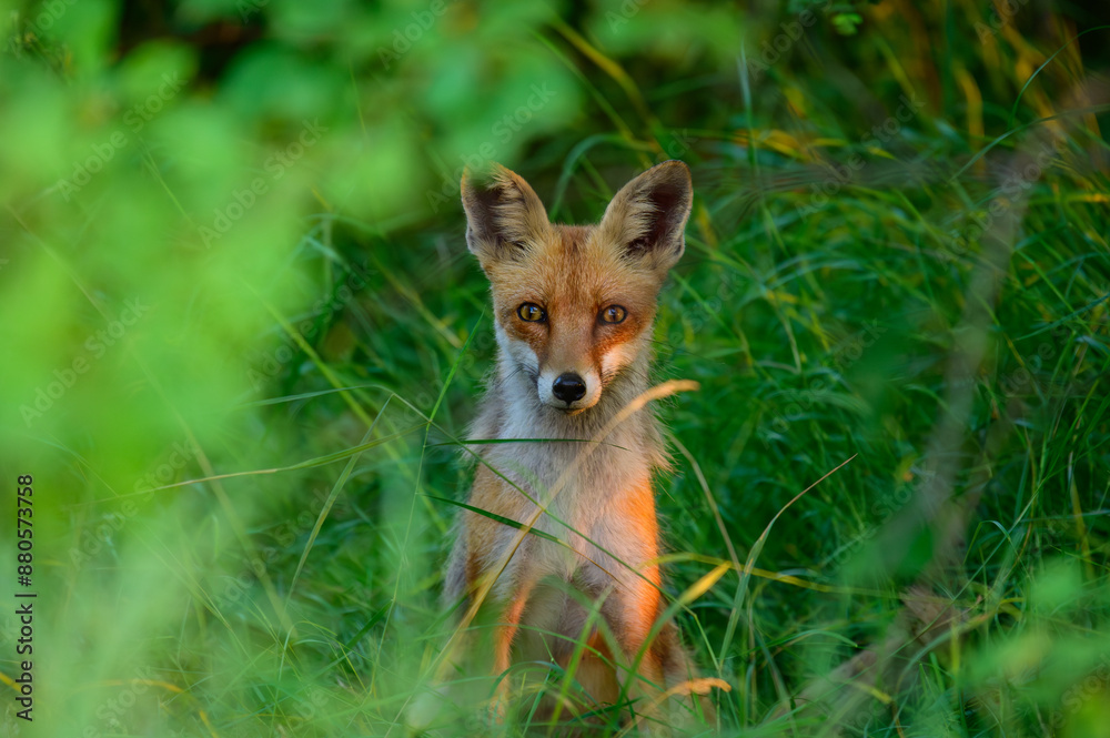 Red fox Vulpes vulpes. Close up Red fox Vulpes vulpes. Close up