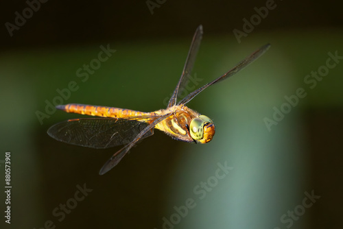 Dragonfly Aeshna isosceles in flight