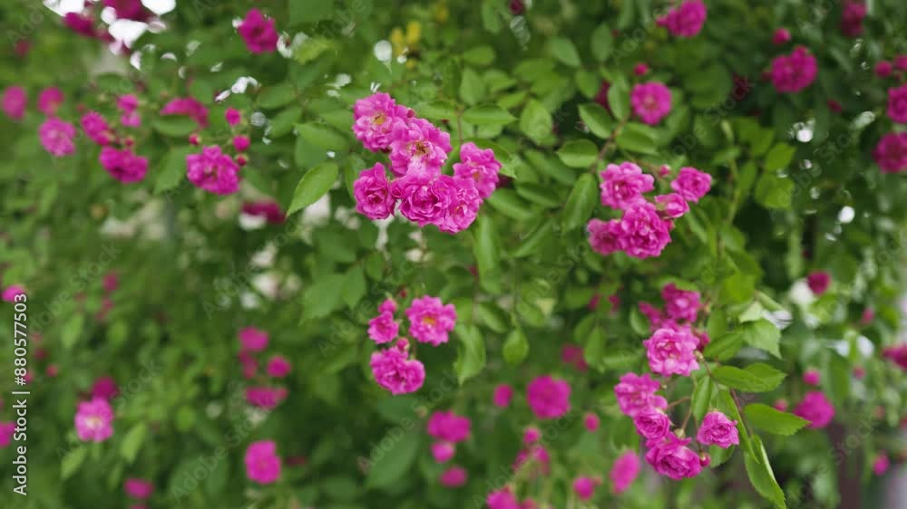 Small pink roses blooming with blurry background. Cluster of open roses and closed buds. Small pink roses blooming with blurry background. Cluster of open roses and closed buds.