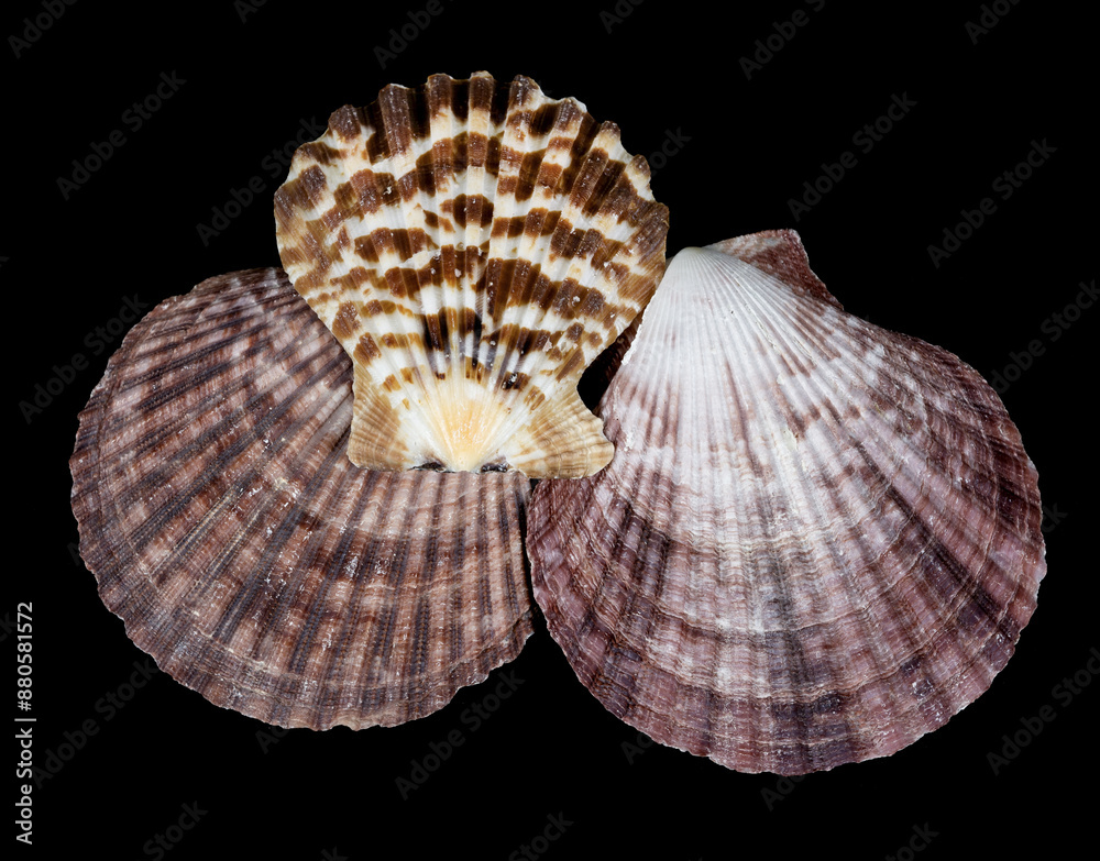 Closeup of seashells isolated on black background. sea shell Closeup of seashells isolated on black background. sea shell
