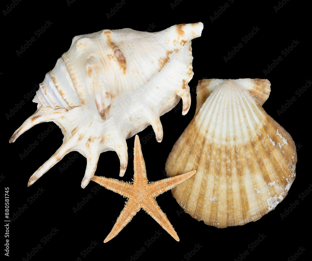 Closeup of seashells isolated on black background. sea shell Closeup of seashells isolated on black background. sea shell