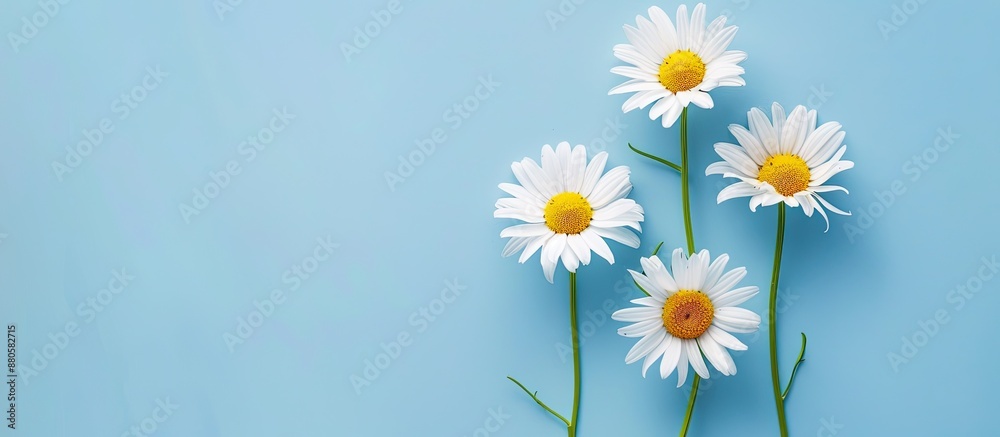 Chamomile flower set against a blue backdrop with copy space image evoking a spring or summer background theme