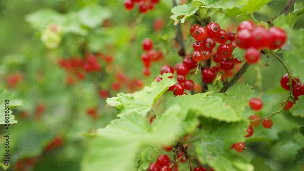 Red currant berries grow in sunny garden. Red currants plantation in summer field. Red currant berries in sunny garden. Red currant berries grow in sunny garden. Red currants plantation in summer field. Red currant berries in sunny garden.