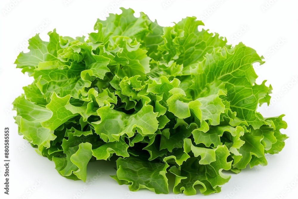 Fresh green lettuce leaves isolated on white background Fresh green lettuce leaves isolated on white background