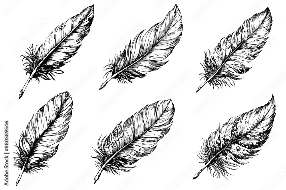 Set of bird feather sketch on white background Set of bird feather sketch on white background