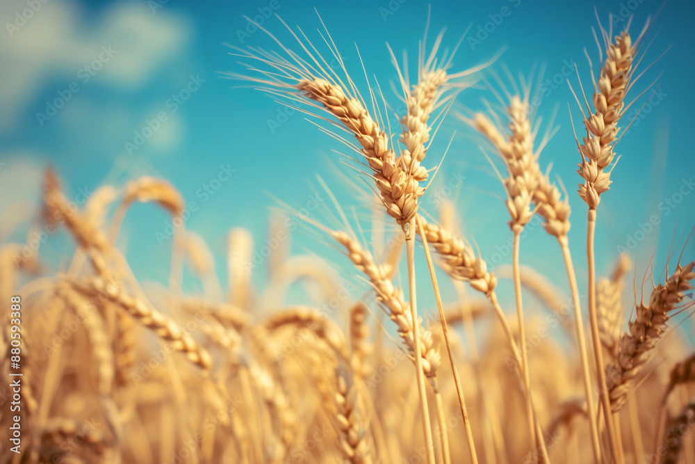 Golden wheat field with blue sky background. Summer harvest concept. Vintage tone. Shallow depth of focus, bokeh effect Golden wheat field with blue sky background. Summer harvest concept. Vintage tone. Shallow depth of focus, bokeh effect