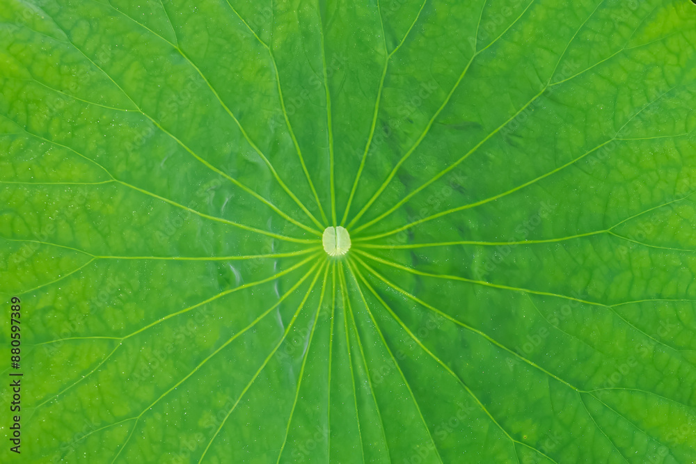 The veins of a lotus leaf stretch out like a spider's web.